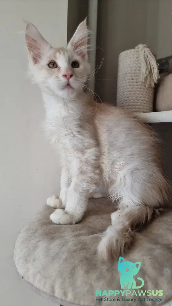 Bertan Maine Coon male red silver spotted tabby live animals
