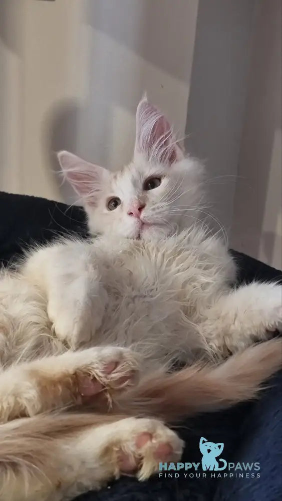 Bertan Maine Coon male red silver spotted tabby live animals