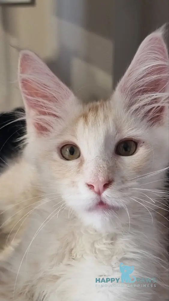 Bertan Maine Coon male red silver spotted tabby live animals