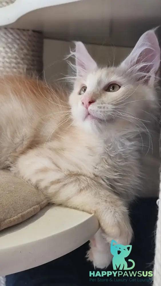 Bertan Maine Coon male red silver spotted tabby live animals