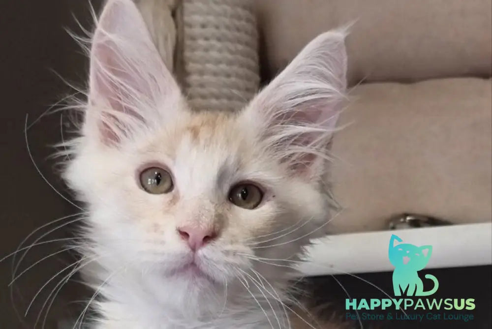 Bertan Maine Coon male red silver spotted tabby live animals