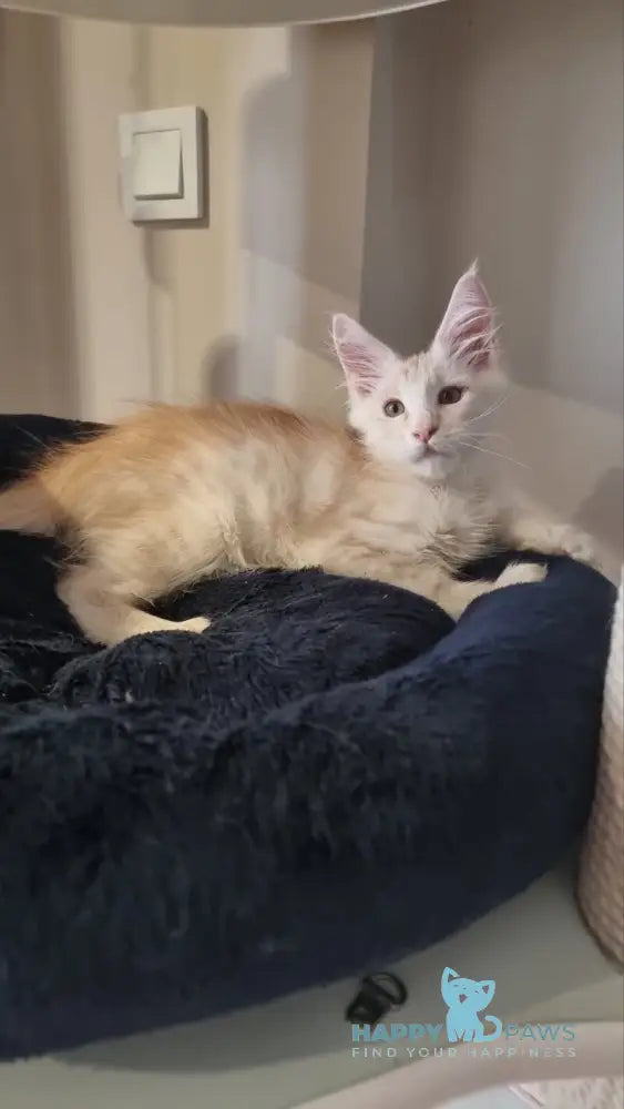 Bertan Maine Coon male red silver spotted tabby live animals