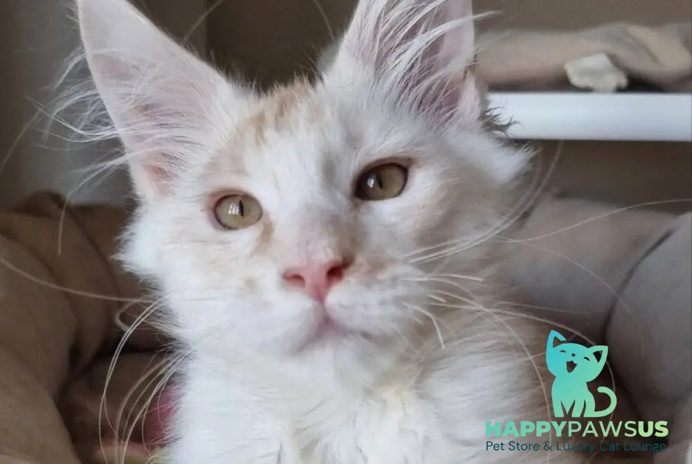 Bertan Maine Coon male red silver spotted tabby live animals