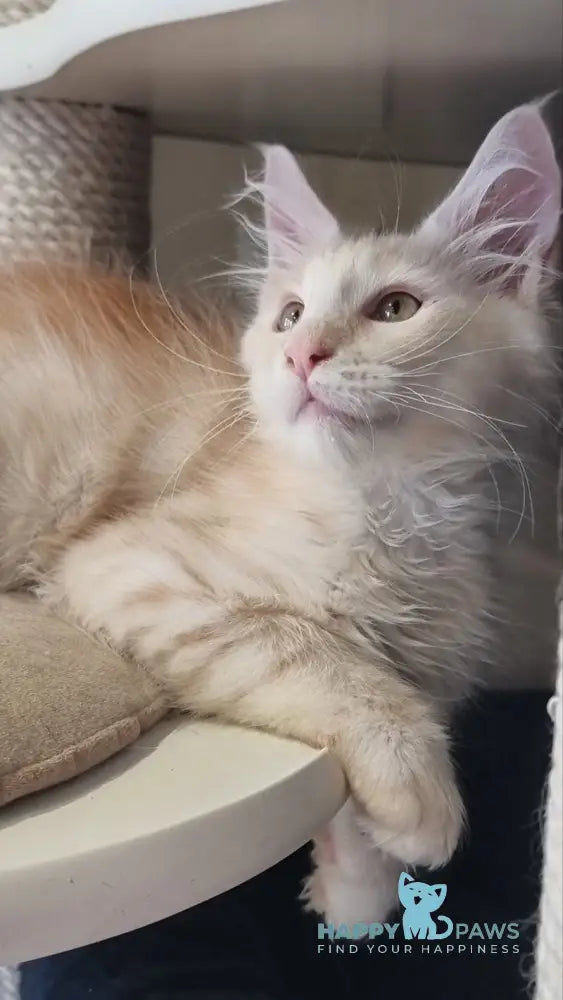 Bertan Maine Coon male red silver spotted tabby live animals