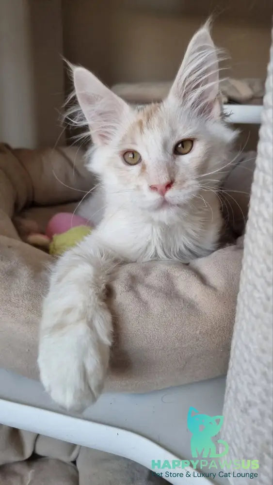 Bertan Maine Coon male red silver spotted tabby live animals