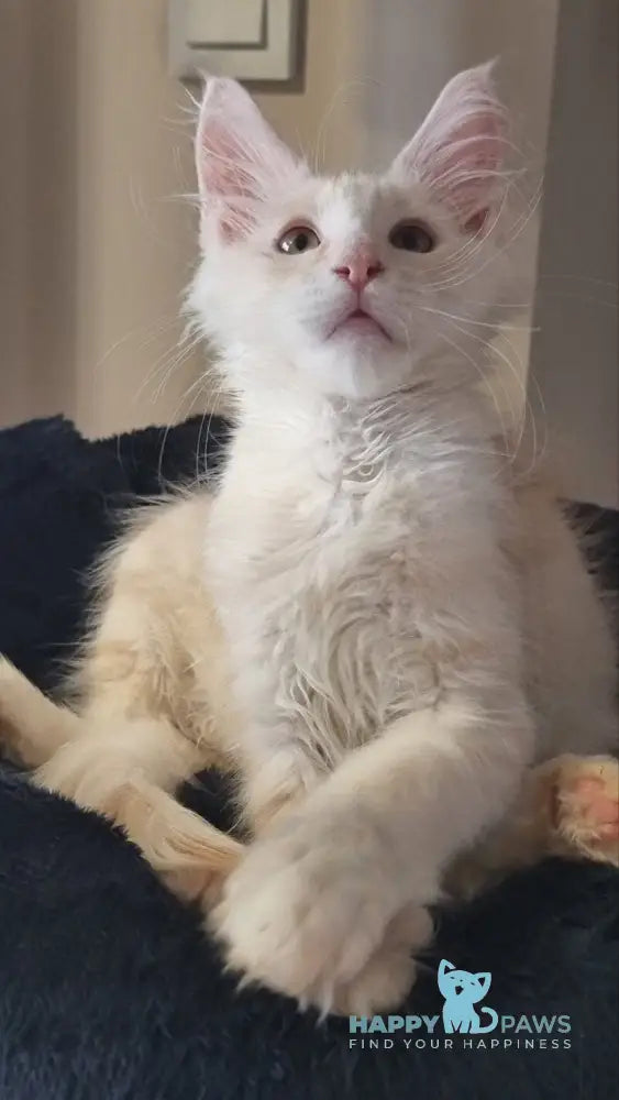 Bertan Maine Coon male red silver spotted tabby live animals