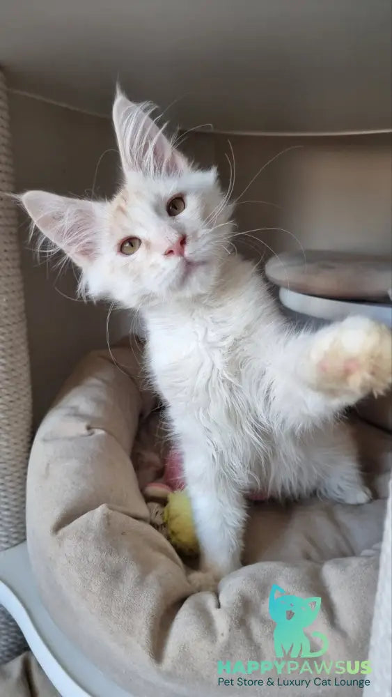 Bertan Maine Coon male red silver spotted tabby live animals