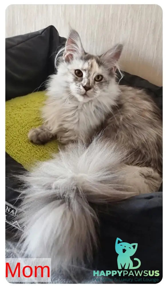 Bertan Maine Coon male red silver spotted tabby live animals