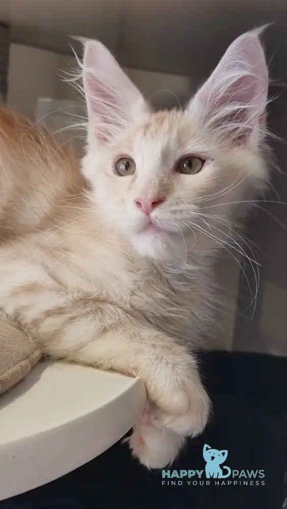 Bertan Maine Coon male red silver spotted tabby live animals