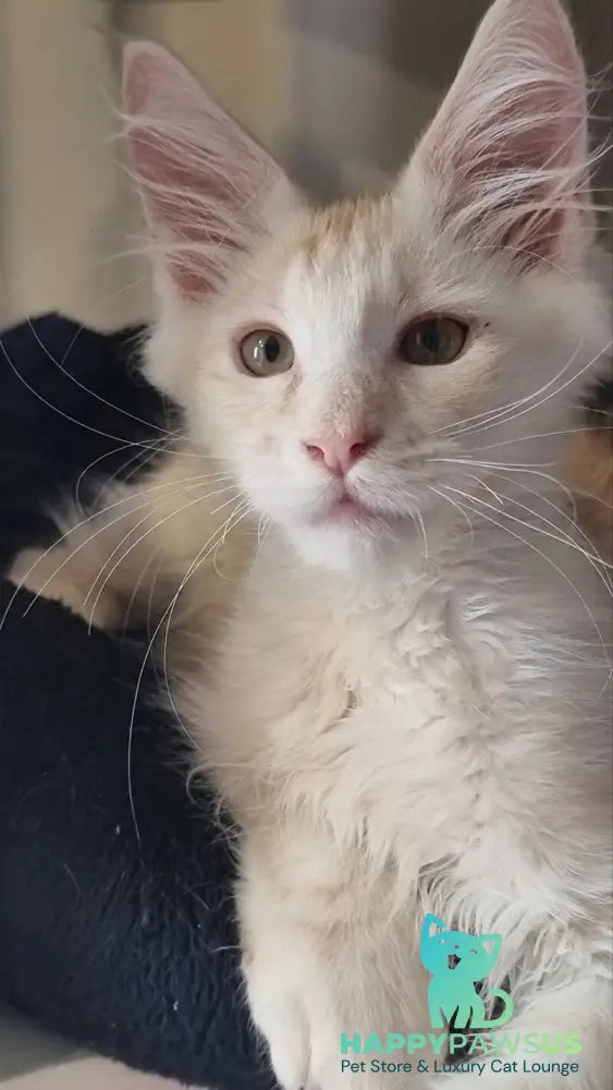 Bertan Maine Coon male red silver spotted tabby live animals