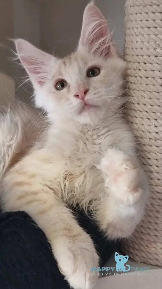 Bertan Maine Coon male red silver spotted tabby live animals