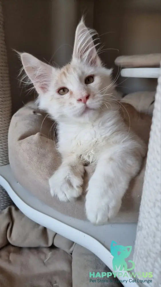 Bertan Maine Coon male red silver spotted tabby live animals
