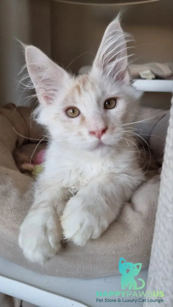 Bertan Maine Coon male red silver spotted tabby live animals