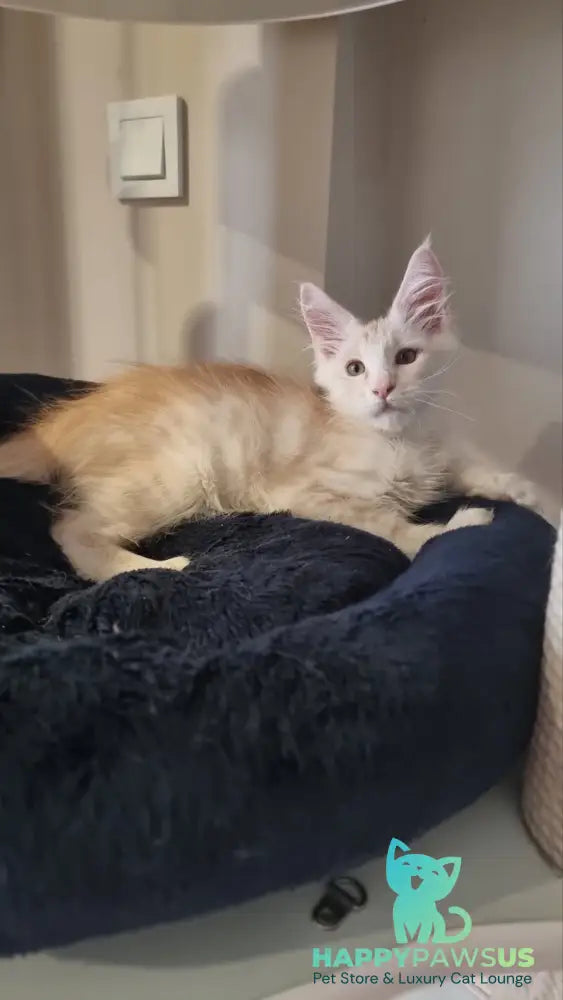 Bertan Maine Coon male red silver spotted tabby live animals