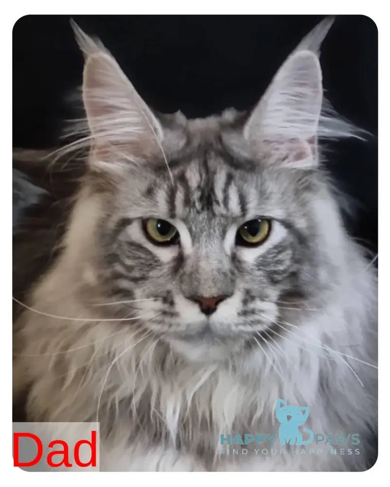 Bertan Maine Coon male red silver spotted tabby live animals