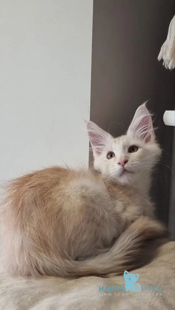 Bertan Maine Coon male red silver spotted tabby live animals