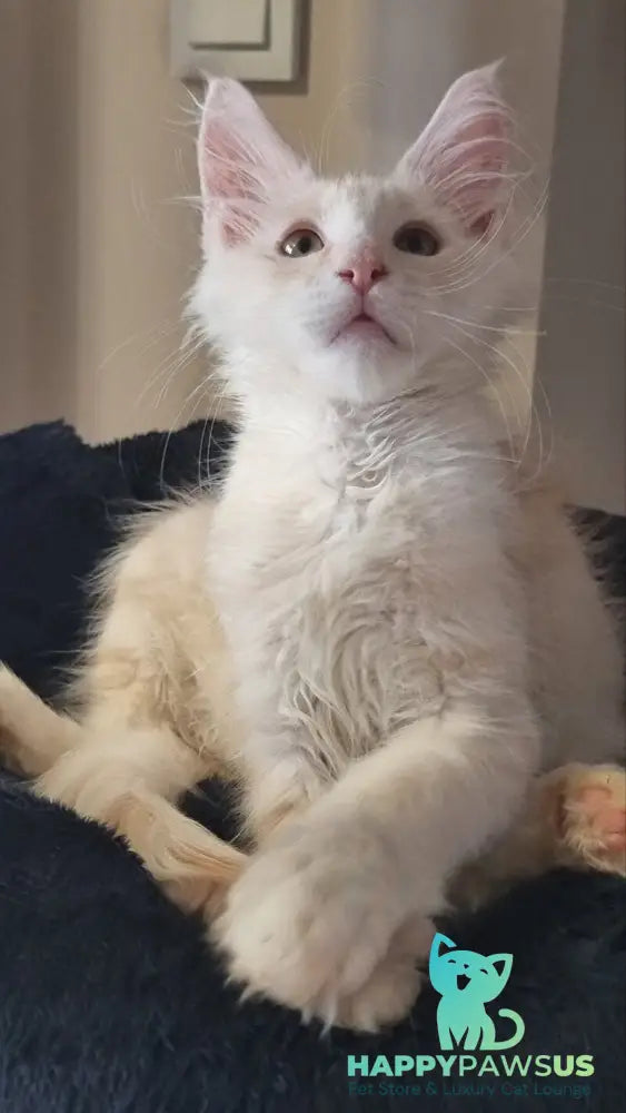 Bertan Maine Coon male red silver spotted tabby live animals