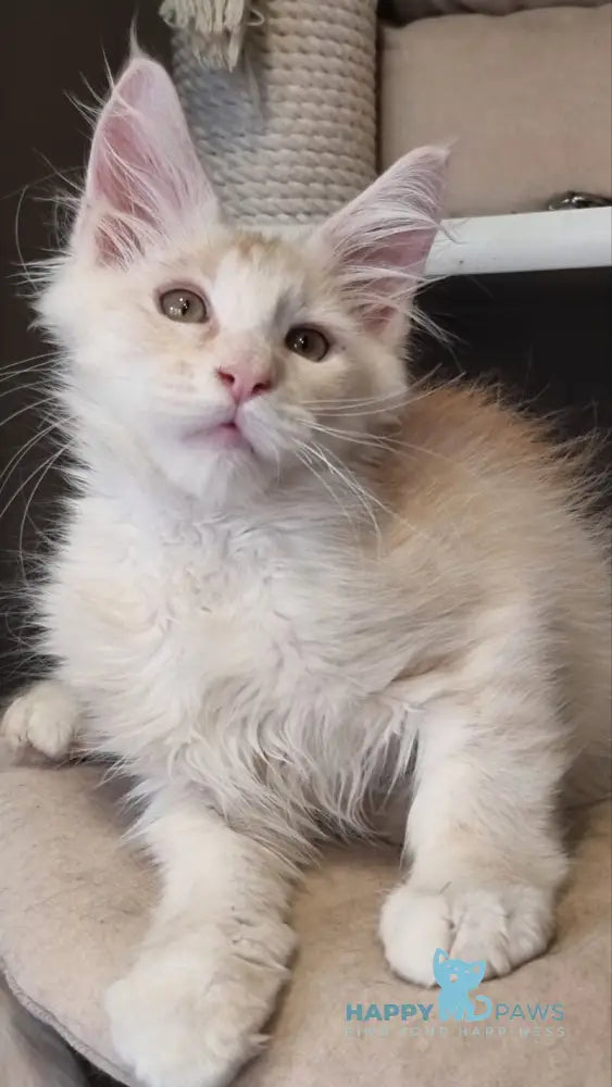 Bertan Maine Coon male red silver spotted tabby live animals