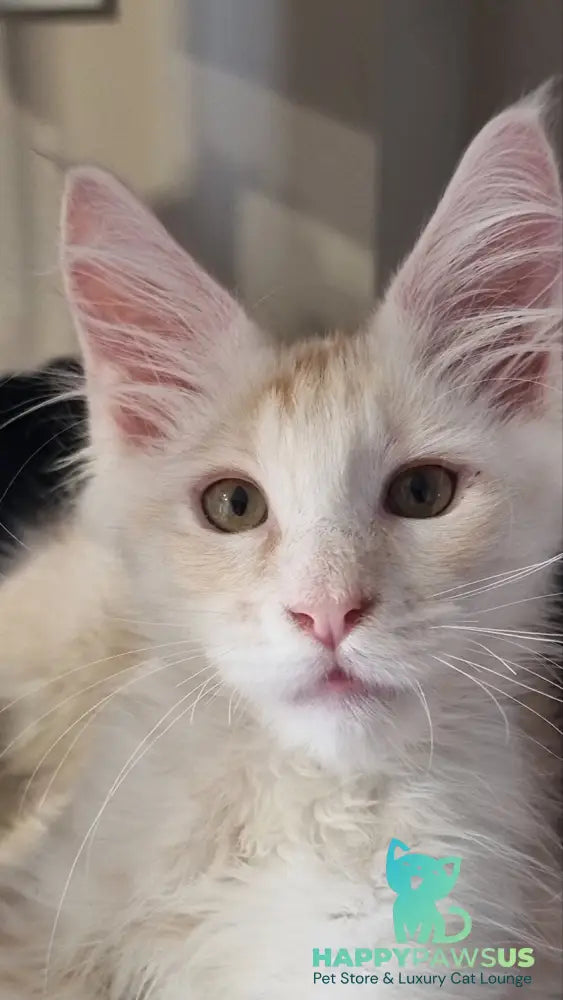 Bertan Maine Coon male red silver spotted tabby live animals