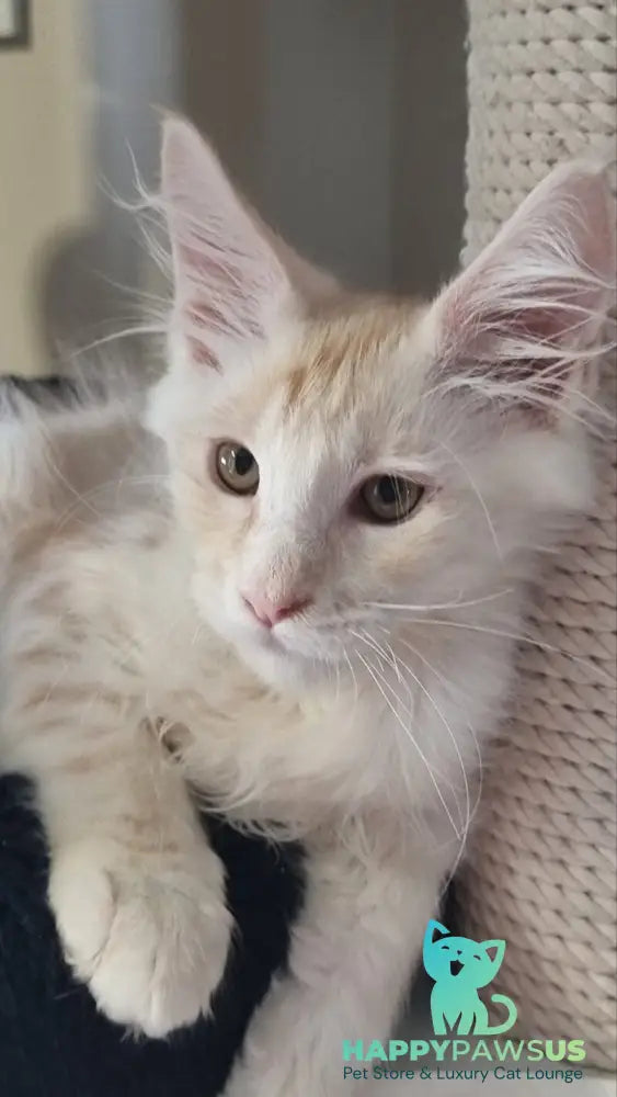 Bertan Maine Coon male red silver spotted tabby live animals