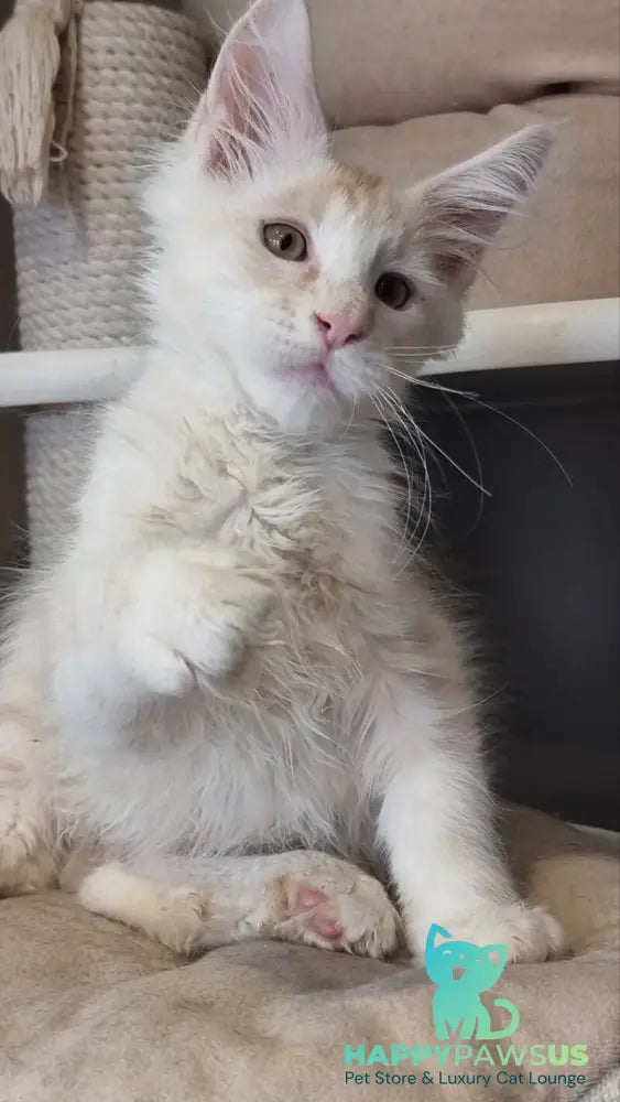 Bertan Maine Coon male red silver spotted tabby live animals