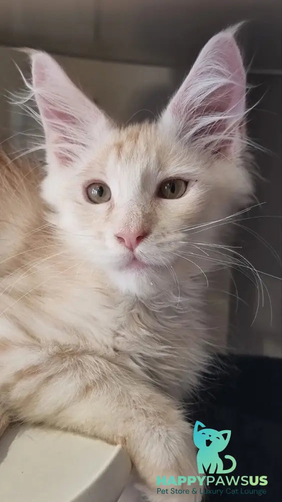 Bertan Maine Coon male red silver spotted tabby live animals