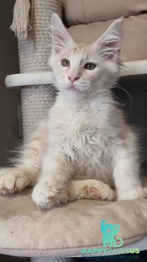 Bertan Maine Coon male red silver spotted tabby live animals