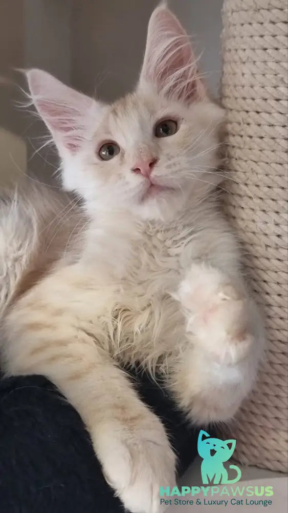 Bertan Maine Coon male red silver spotted tabby live animals