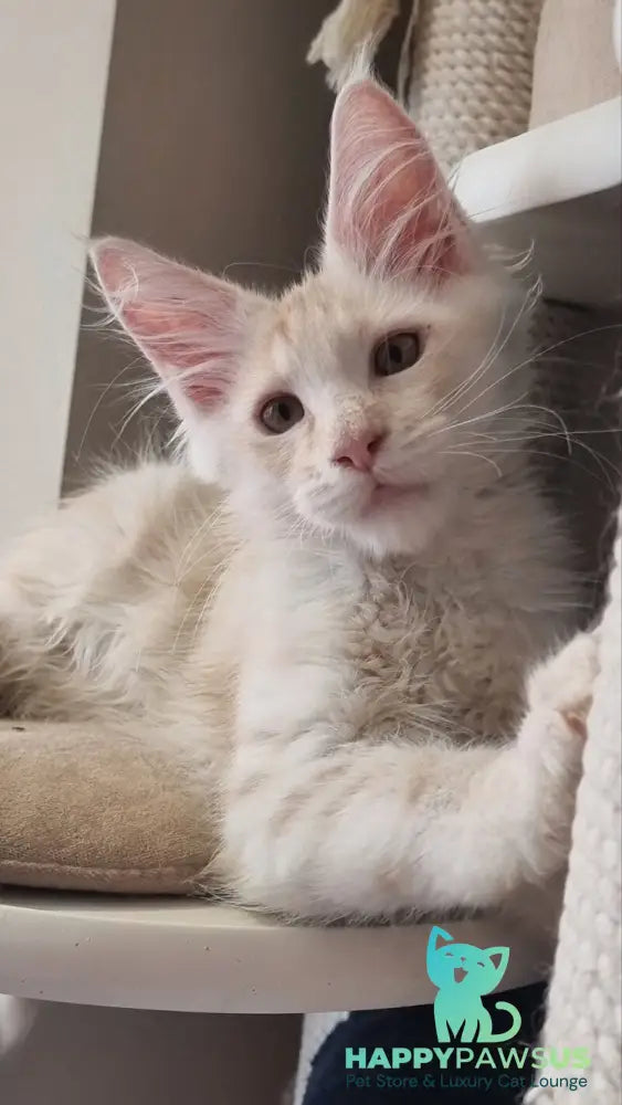 Bertan Maine Coon male red silver spotted tabby live animals