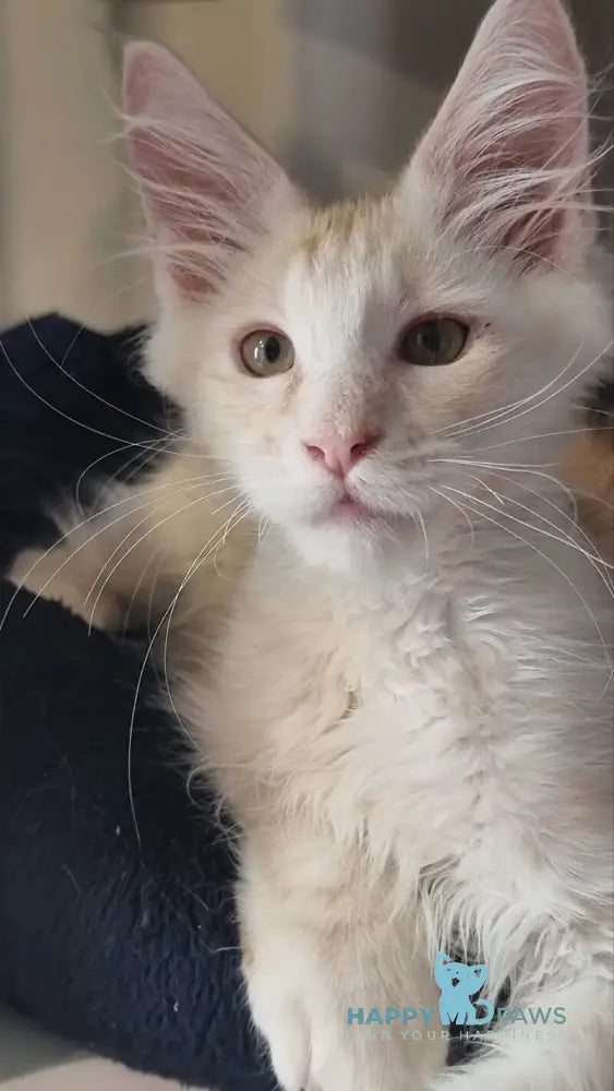 Bertan Maine Coon male red silver spotted tabby live animals