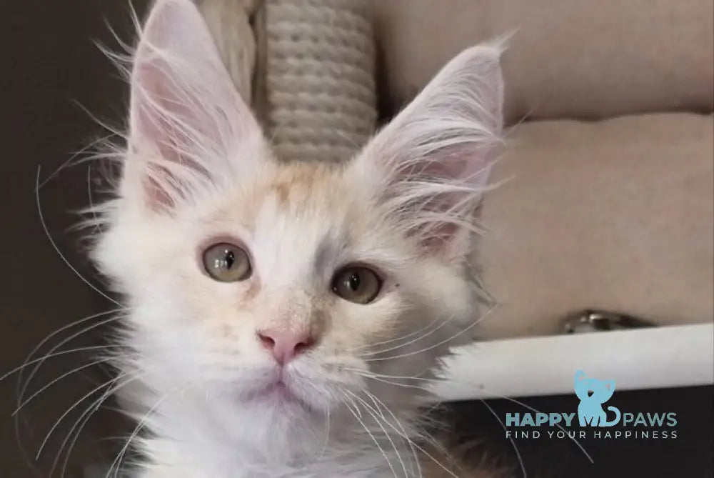 Bertan Maine Coon male red silver spotted tabby live animals