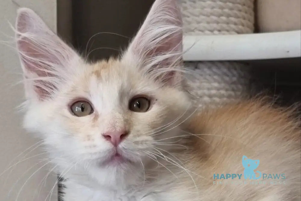 Bertan Maine Coon male red silver spotted tabby live animals