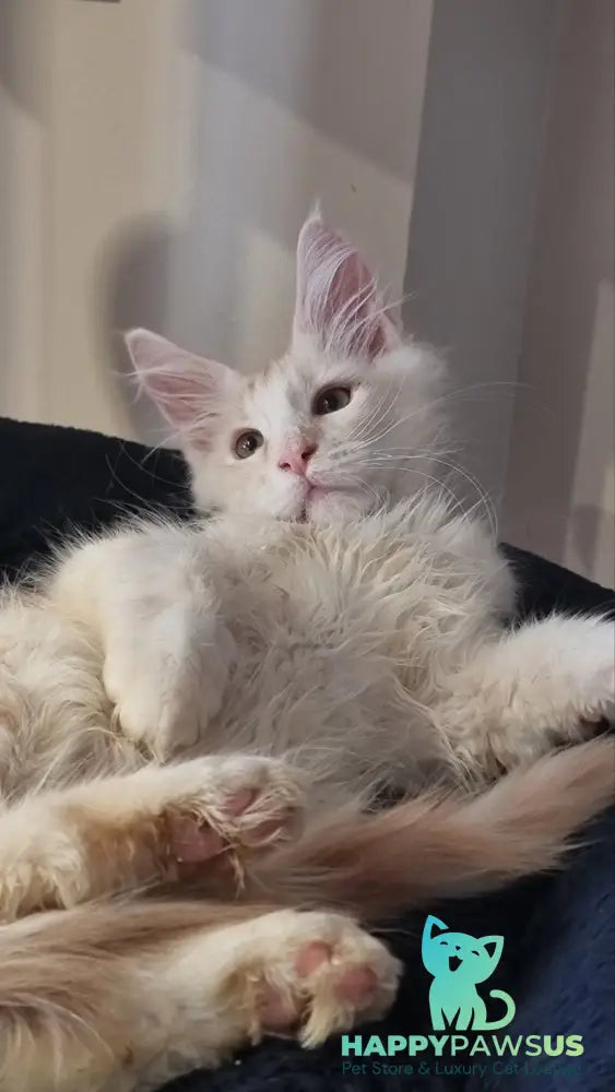 Bertan Maine Coon male red silver spotted tabby live animals