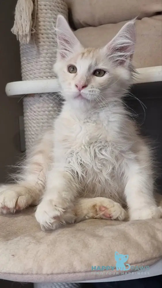 Bertan Maine Coon male red silver spotted tabby live animals