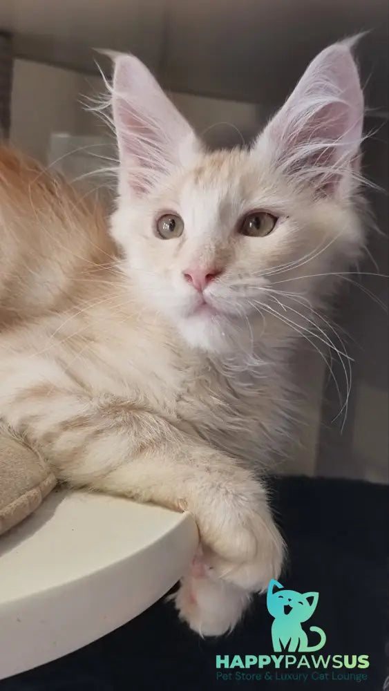 Bertan Maine Coon male red silver spotted tabby live animals