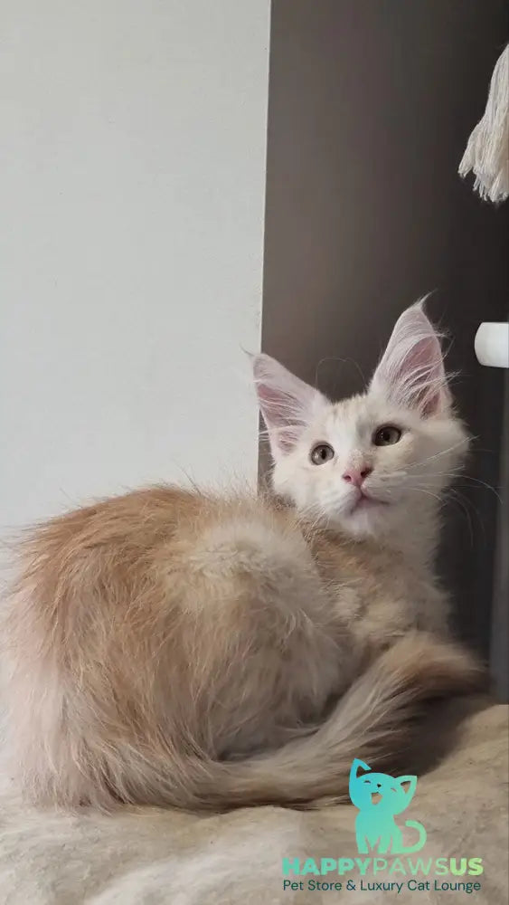 Bertan Maine Coon male red silver spotted tabby live animals