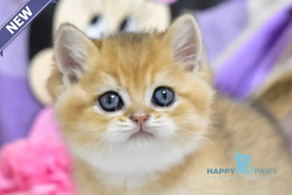 Best British Shorthair male black golden ticked tabby live animals