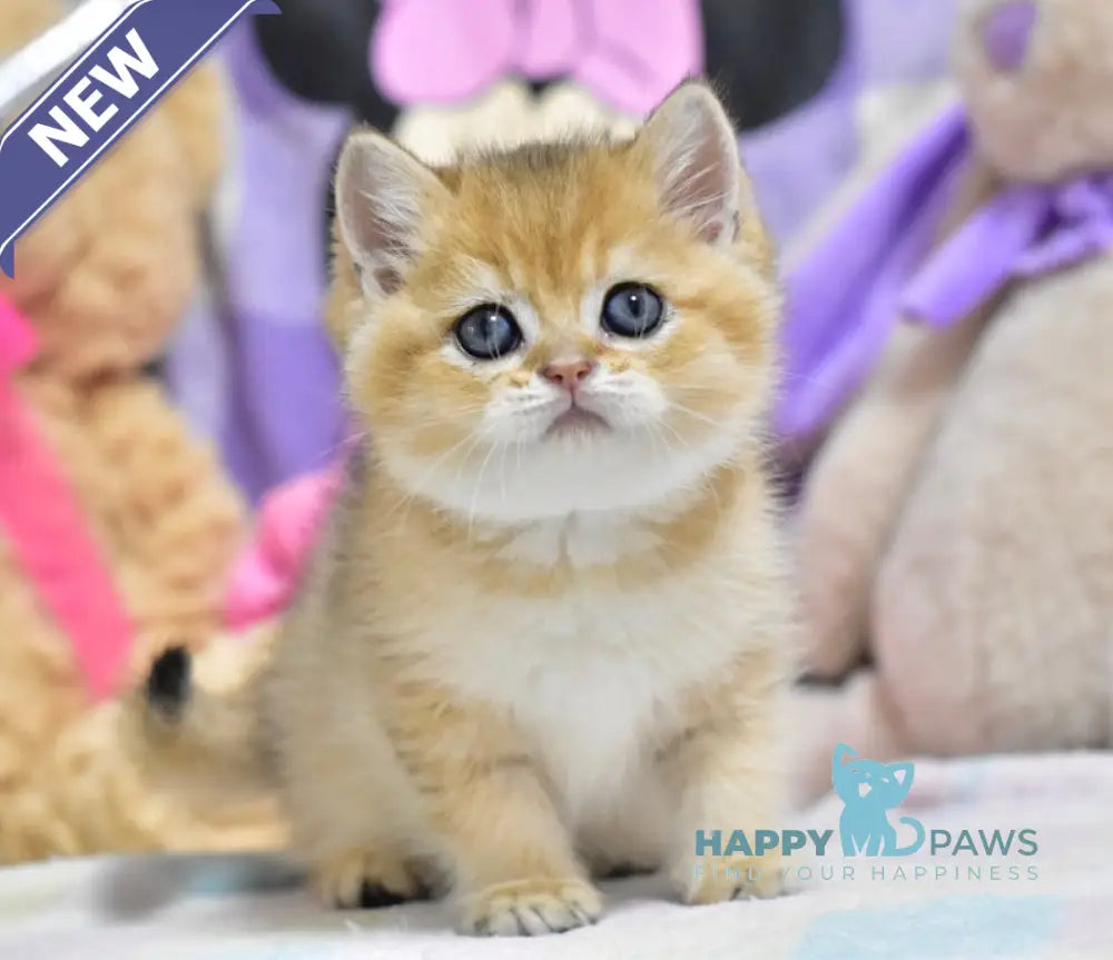 Best British Shorthair male black golden ticked tabby live animals