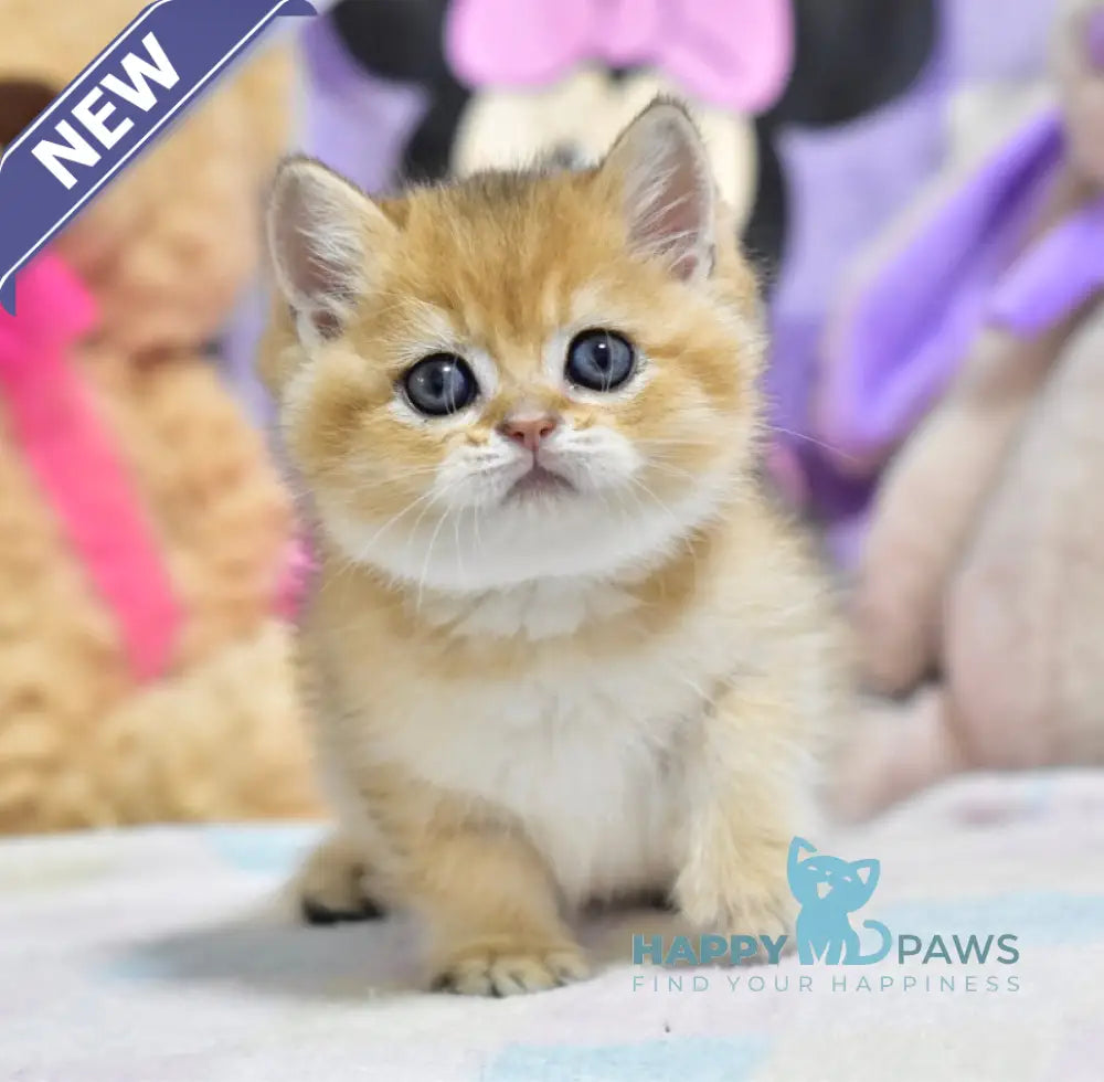 Best British Shorthair male black golden ticked tabby live animals