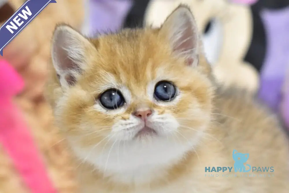Best British Shorthair male black golden ticked tabby live animals