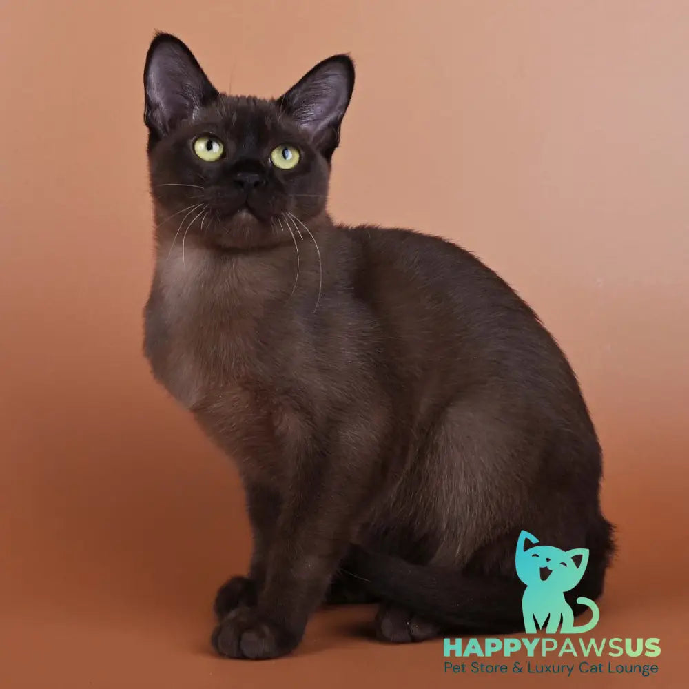 Best Burmese male black - live animals