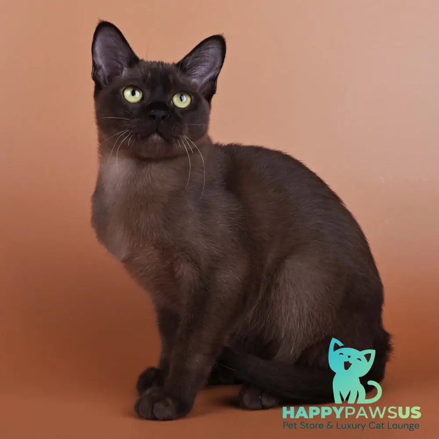 Best Burmese male black - live animals
