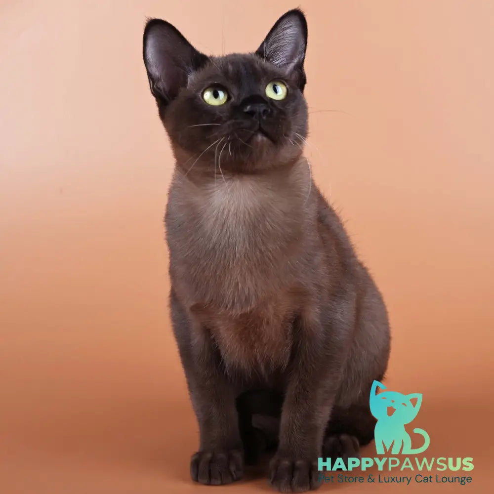Best Burmese male black - live animals