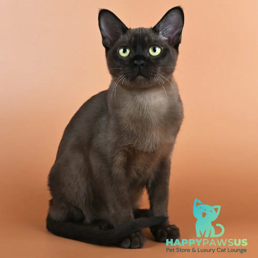 Best Burmese male black - live animals