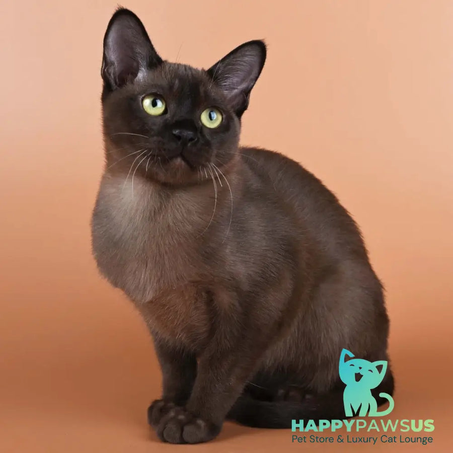 Best Burmese male black - live animals
