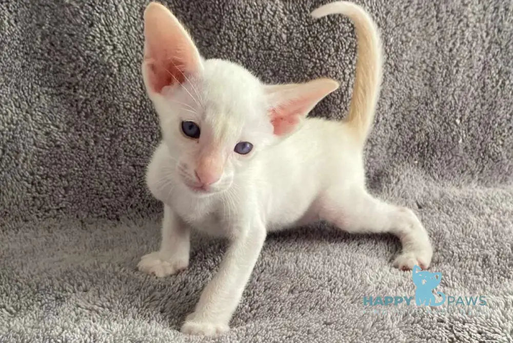 Best Siamese male red tabby pointed live animals