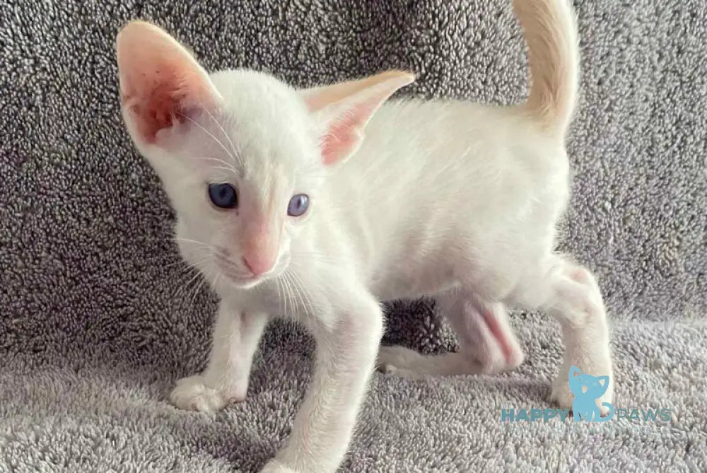 Best Siamese male red tabby pointed live animals