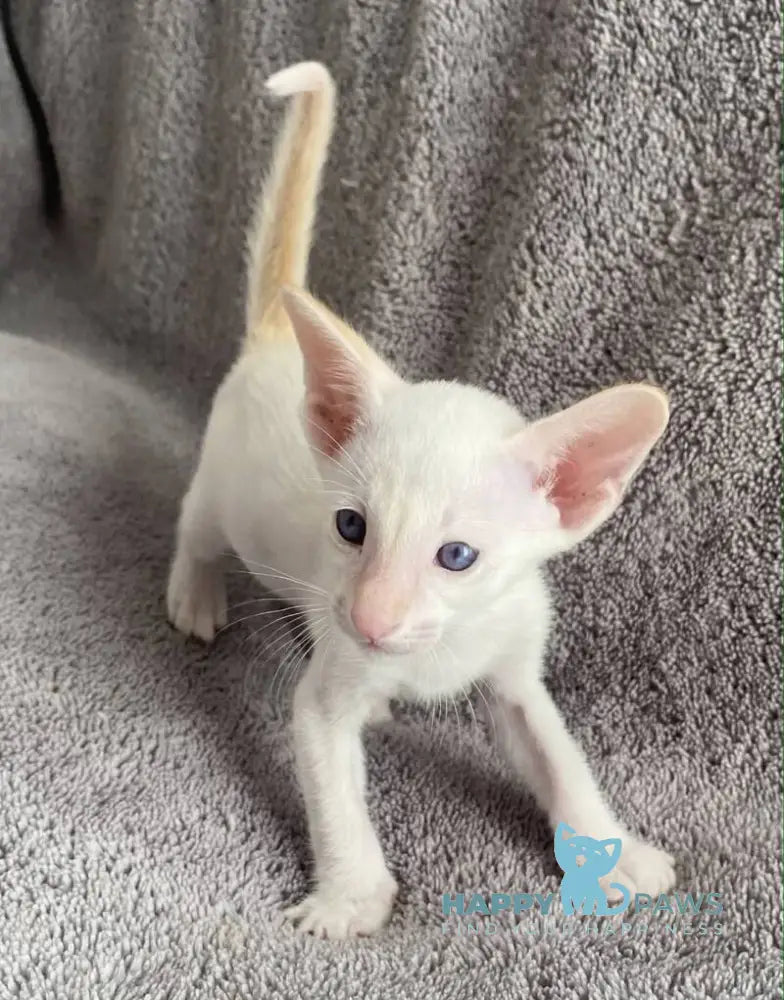 Best Siamese male red tabby pointed live animals