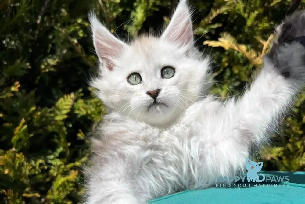 Betsy Maine Coon female black silver shaded live animals