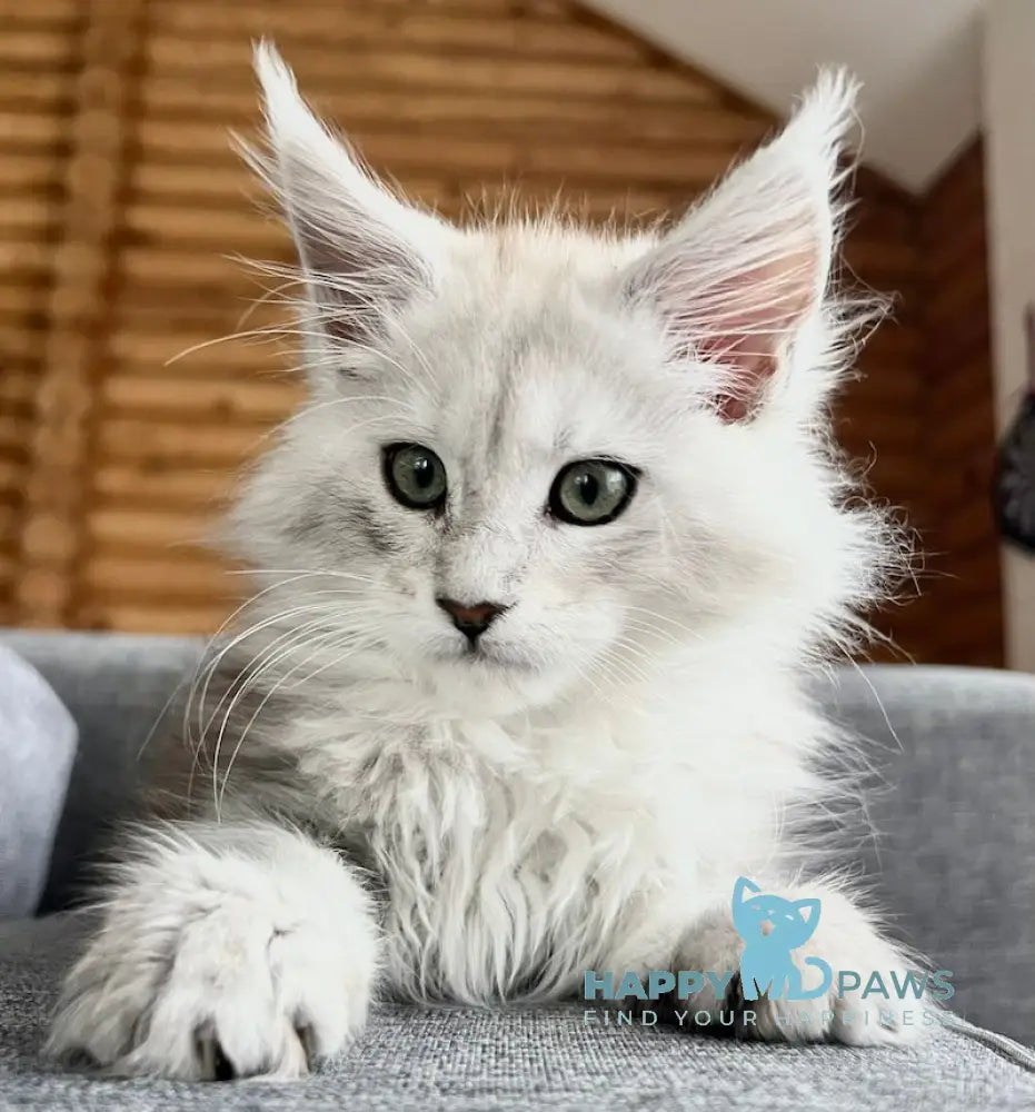 Betsy Maine Coon female black silver shaded live animals